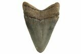 Juvenile Megalodon Tooth - Georgia #332808-1